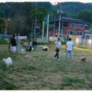 스터디독스쿨 이미지