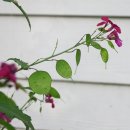 루나리아(Lunaria, 돈꽃) 씨앗 채취 그리고 Dry pod 이미지