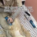 미용하냥 이미지