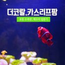 카스리프팜(CASReeffarm) | 부천 수족관 더코랄, 카스리프팜 해수어 입문기