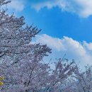 꽃길따라 이미지