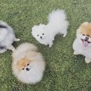 로아동물병원 네이버블로그