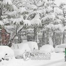 대관령 하루 이미지