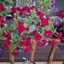 하연이네 이미지