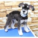 강아지세상 이미지