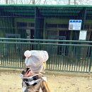 (주)아성다이소 대구화원점 | 화원유원지 공사 드디어 끝! 숲속놀이터, 대구동물원, 전망대 다양한 볼거리 가득해요.