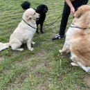 스퀘어독스 서산점 이미지