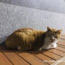 일억조생고기 이미지