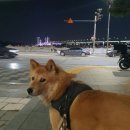 이바루트