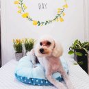 마이펫 부티크 이미지