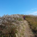 제주도 가을 억새 여행 제주 가볼만한 억새 명소 오름 베스트 5 이미지