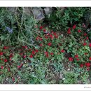 언덕집민박 이미지