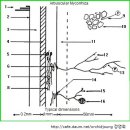 한국춘란과 균근균(菌根菌-mycorrhiza)27/뿌리와 내생균근균(內生菌根菌)20/난균(蘭菌)17(한난이358) 이미지