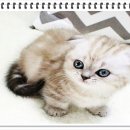 부천강아지분양 고양이분양 24시 데려가개 부천점 이미지