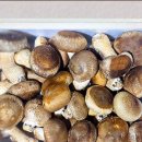 황금이삭 이미지