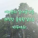 초록나무집 이미지