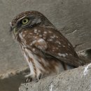 올빼미 (Korean wood owl Strix aluco) 이미지