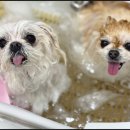 자연애견미용실 이미지