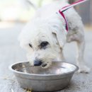 연수동물메디컬센터 이미지