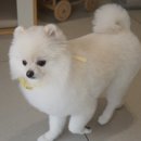 로로앤독 이미지