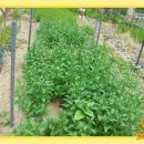 양주농장 이미지