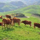 한우목장 이미지