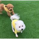 놀러왔댕 이미지