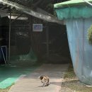 어미산 가든 | 포천 계곡 맛집 사계절가든, 닭백숙 먹고 바로 계곡까지! 여름 가족외식 추천
