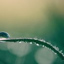 새벽이슬 이미지