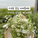 다예플레르 이미지