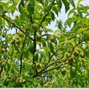 유룡리농장 이미지