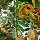 타마린드 이미지