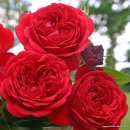 로젠하임 이미지