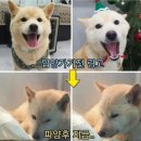 파양당하고 식음을 전폐하다 무지개다리를 건넌 댕댕이 이미지