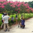 백일홍명품길 이미지