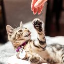 강남고양이분양 스타돌스 이미지