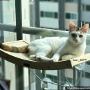 해리스힐 | [고양이 창문해먹] 해리스힐 고양이 스크래쳐 창문해먹 구매후기! 탄탄하고 흡착력 대박~ (스파이더캣...