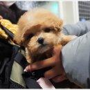 광주강아지분양 애견분양 마마스미독 광주점 이미지