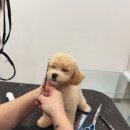 미용해·독 이미지