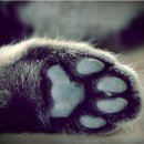 고양이발바닥 이미지