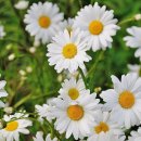 54부동산공인중개사사무소 이미지