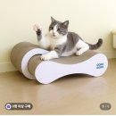 캣츠코리아 | 2026 대전 궁디팡팡 켓페스타 후기 +하울