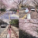 제대마을 (제주대학교 입구방면) | 제주 벚꽃명소 제주대 벚꽃길 벚꽃드라이브