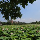 개. 이쁜날 이미지