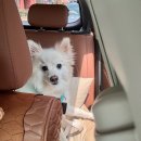 송파스마일동물병원 | 문정동 동물병원 송파 스마일 동물병원🐶🏥