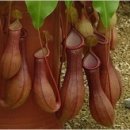 하루달콤