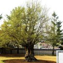 의령 충익사 모과나무 이미지