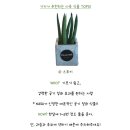 반려식물 - 문경시 당교12길 5-17 | 반려식물