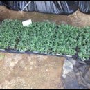 보화다원 이미지