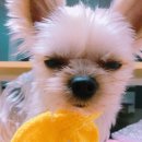 미미밍 이미지